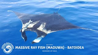 Massive Ray Fish Maduwa  Batoidea  Very Rare Fish  Ocean Brothers  SriLanka 🌊 🐟 [upl. by Eannaj]