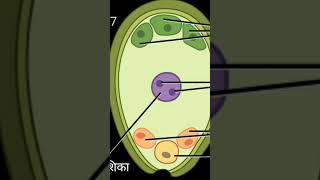 reproduction in angiosperms [upl. by Eriuqs]