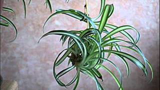 Le bouturage du chlorophytum  MFR Bias [upl. by Ladiv]