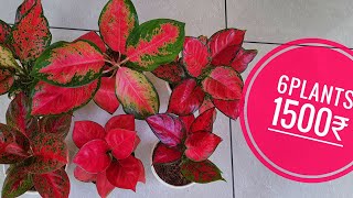 aglaonema combo plants available [upl. by Hale]