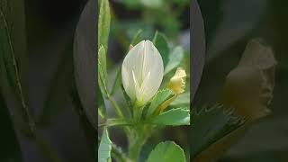 Cleistogamous flower of Methi plant FabaceaeFamily Selfpollination [upl. by Chee]