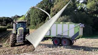 Claas Jaguar 980 mit Claas Axion Gespanne im Mais [upl. by Marzi]