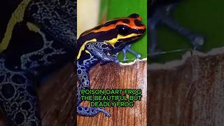 Poison Dart Frog  The Beautiful But Deadly Frog [upl. by Trotta]