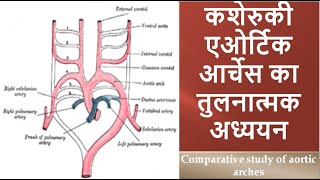 Comparative study of aortic arches [upl. by Martyn]