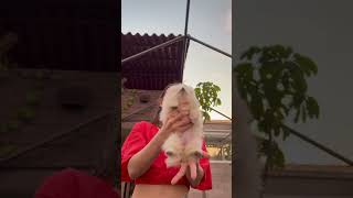 los pomeranian tienen una actitud súper tierna y está niña lo confirma [upl. by Enimaj]