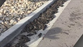 Hundreds of birds fall from the sky in Utah 2018 [upl. by Ecissej]