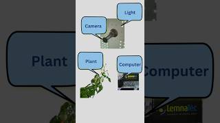 What is Required for Plant 🌱 Phenotyping [upl. by Ofilia]