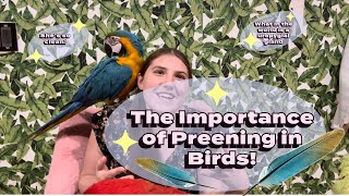 The Secrets Behind Keeping Feathers Clean [upl. by Brittne]