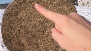 Farm Girl Friday 82 How to unroll a round hay bale by looking at core [upl. by Ada420]