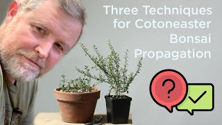 Bonsaify  Three Techniques for Cotoneaster Bonsai Propagation [upl. by Adrian519]