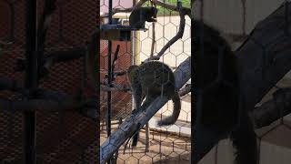 Mongoose lemurs eating breakfast 20241009 [upl. by Iretak492]