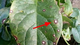 Leaf spot disease in malabar spinach and its cure [upl. by Furgeson]