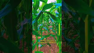 Make your own herbicide gardening viralvideo shots fypシ゚viral agriculture farming corn fyp [upl. by Anelahs]