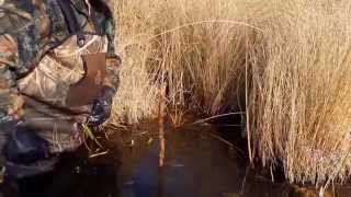 Muskrat Trapping made simple [upl. by Notslah]