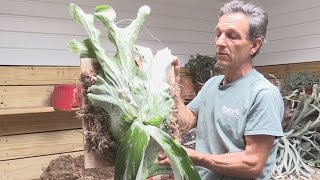 How to Divide and Mount a Staghorn Fern Platycerium andinum [upl. by Marek]