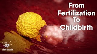 from fertilization to childbirth  3d medical animation  by Dandelion Team [upl. by Nyledaj161]