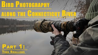 Bird Photography along the Connecticut River  Part 1 Photographing Tree Swallows with the Nikon Z9 [upl. by Eraste]