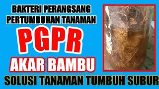 Mamfaat luar biasa dari PGPR akar bambu untuk pertumbuhan tanamanpgpr pertanian agriculture [upl. by Mcferren176]