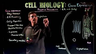 Protein Processing ER and Golgi [upl. by Genesia]