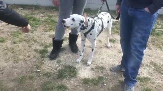 LÉGÈRE AGRESSIVITÉ  DALMATIEN  CRAINTIF  SYM DOG  RÉGION CENTRE [upl. by Lilyan473]