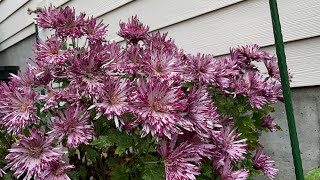 Pink Perennial Chrysanthemums are in full bloomMyhomegardenunlimited [upl. by Flossie650]