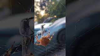 Angulated round shouldered Orb Weaver [upl. by Melisa]