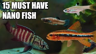 Tiny Titans 15 Nano Fish for Small Aquariums [upl. by Ecirted428]