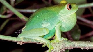 Coaxar da Rãflautinha Aplastodiscus albosignatus  calling frog [upl. by Yrollam833]