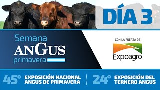 44° Exposición Nacional Angus de Primavera  Día 4 [upl. by Gudrin763]