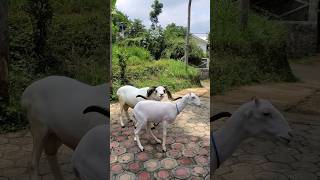 DOMBA GARUT shortvideo domba sheep dombagarut ternak animals shorts fyp fypシ゚ ternakdomba [upl. by Yditsahc416]