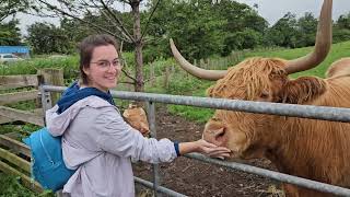 Just feeding the heilan coos in the Highlands [upl. by Theta]