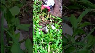 Just HATCHED Brand NEW Guinea Fowl Keets [upl. by Dur834]