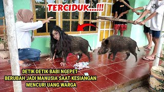 🔴 VIRAL  DETIK DETIK BABI NGEPET BERUBAH JADI MANUSIASAAT KESIANGAN MENCURI UANG WARGA [upl. by Atsirk449]