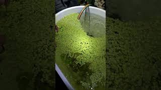 Controlling Water Lettuce Growth4 [upl. by Kutzenco997]