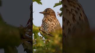 Song Thrush Singing  Bird Songs and Calls [upl. by Tri]