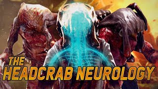 HalfLife Head Crabs Zombie Neurology Explored  Lore of Half life 1 2 and hopefully 3 Explained [upl. by Arotak]