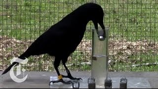 How Smart Are Crows  ScienceTake  The New York Times [upl. by Amii]