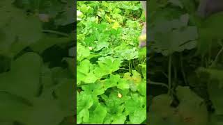 From Field to Kitchen Picking Fresh Ridge Gourd farming shorts vegetables [upl. by Correna]