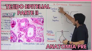 2 TEJIDO EPITELIAL PARTE II  ANATOMÍA PRE [upl. by Thatcher90]