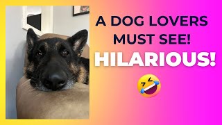 The TRUTH REVEALED A German Shepherd’s HILARIOUS Comedy Roast 😂 [upl. by Goldshell]