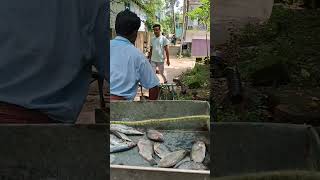 বাড়ির থেকে তেলাপুইয়া মাছ নিলাম yutubeshorts fish amazingfishmarket viralvideo [upl. by Lanae622]