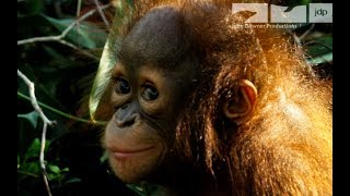 Robotic Spy Orangutan Meets Real Orangutans For The First Time [upl. by Manas]