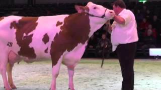 Swiss Expo 2015 Montbéliarde Championne [upl. by Gena]