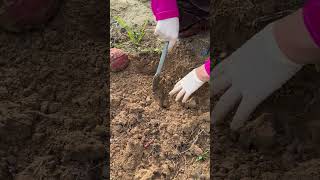 My mom harvests sweet potatoes shorts harvesting harvest growfood asmr countrylife [upl. by Olaf]