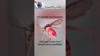 Sandfly  Sandflies [upl. by Lenrow681]