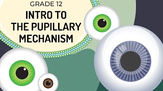 INTRO to Pupillary mechanism  How the regulates light entering the pupils [upl. by Ecneret]