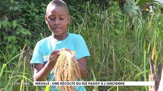 Mroalé  une récolte du riz paddy à lancienne [upl. by Ylrehc47]