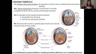 Cavidades Corporales Sistema Digestivo  FSH 2 [upl. by Eniaj]