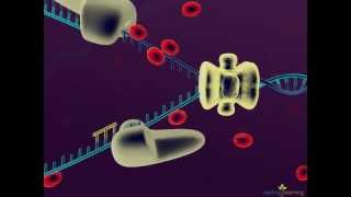 831 Semidiscontinuous DNA replication [upl. by Maxa]