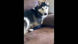 dog mating cat Subscribe 👍🔔 [upl. by Anilehcim]